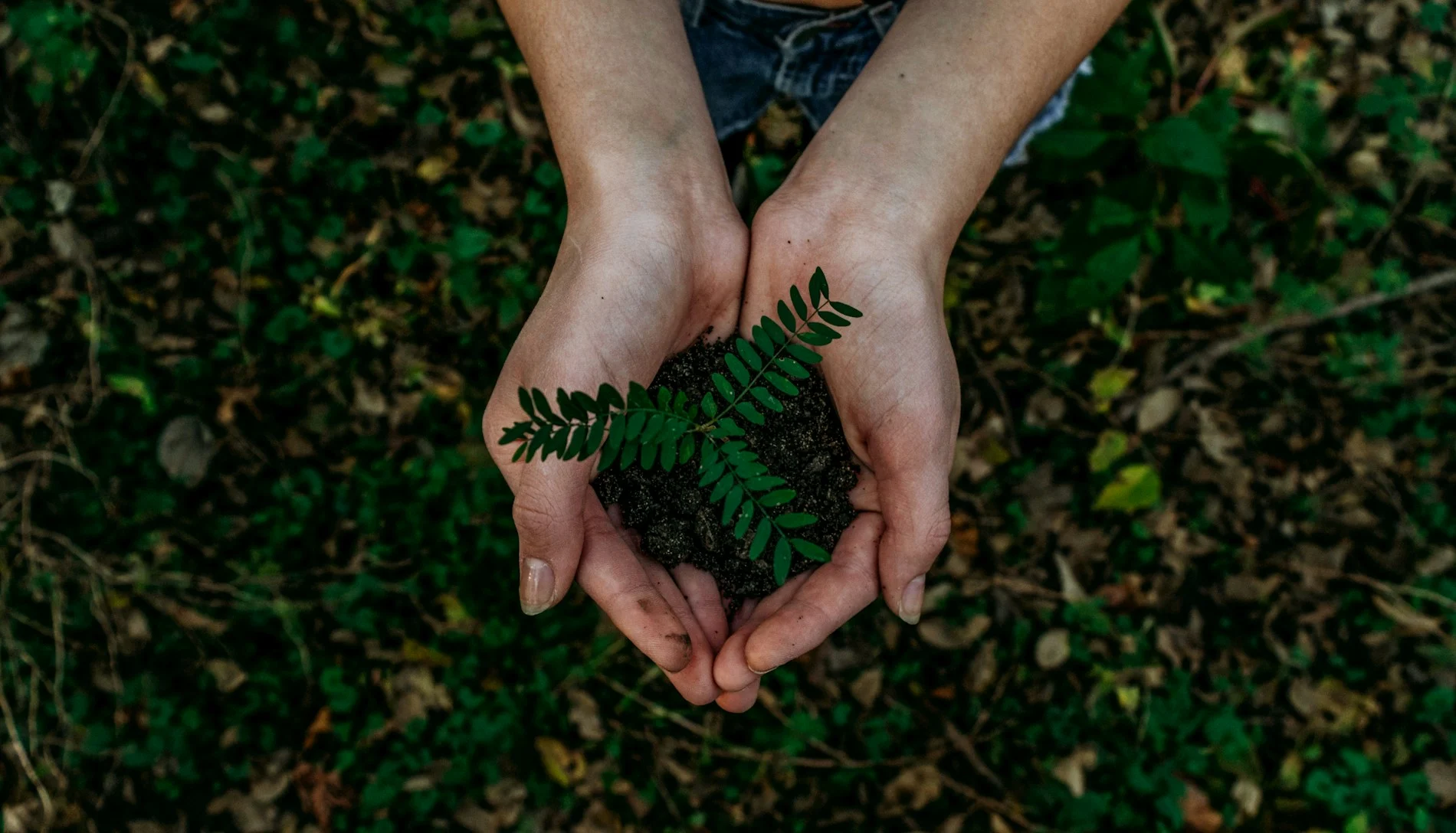 Manos cuidando una planta